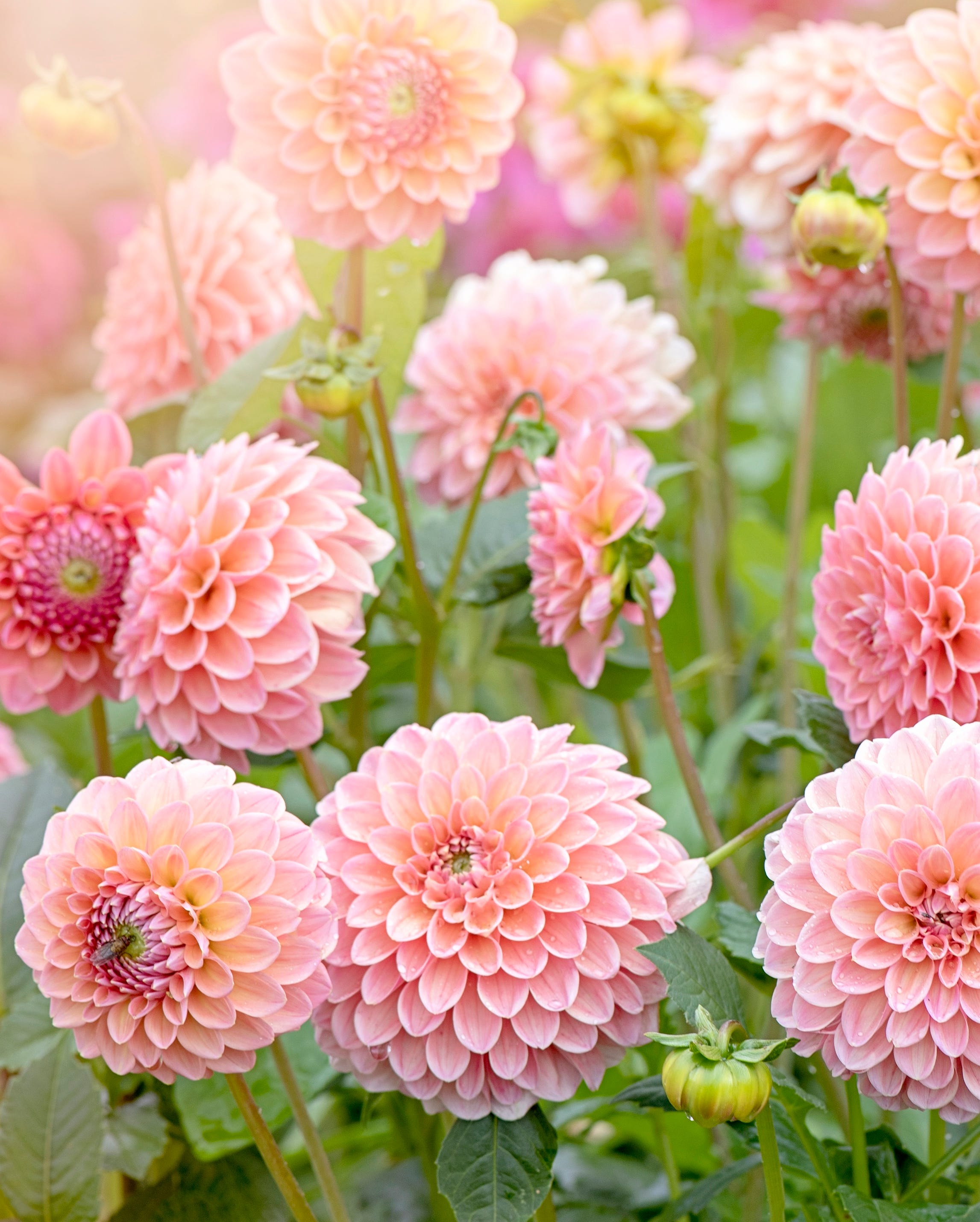pink dahlia flowers
