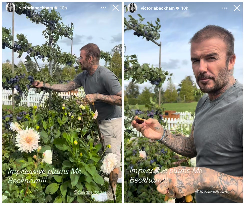 david beckham showcasing plums in a garden