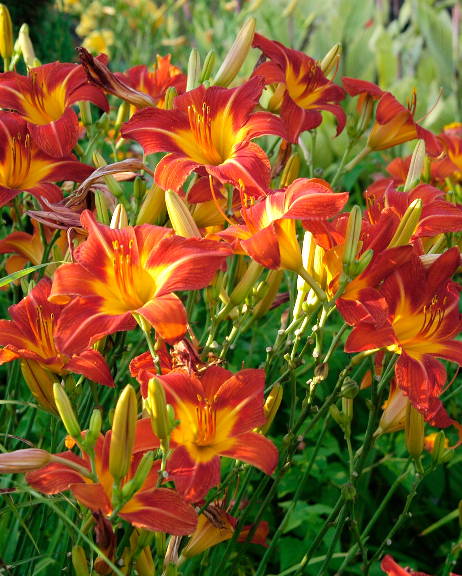 spring bulb companion plants day lily