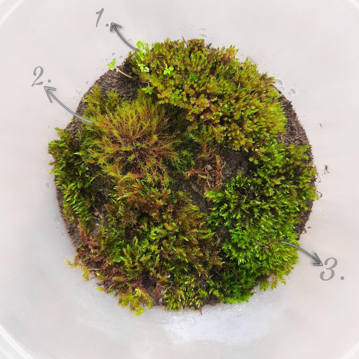 First time collected Moss from my garden. First time collected Moss from my garden.