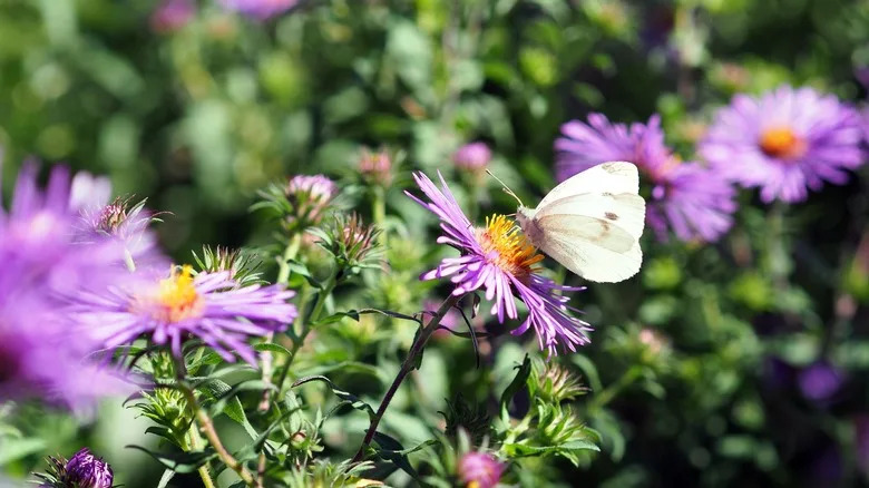Cabbage White (Pieris rapae) butterfly on a purple aster (Symphyotrichum oblongifolium) in a garden