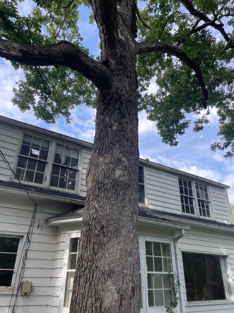 Should we remove large old oak VERY close to house (inches!!)? Should we remove large old oak VERY close to house (inches!!)?