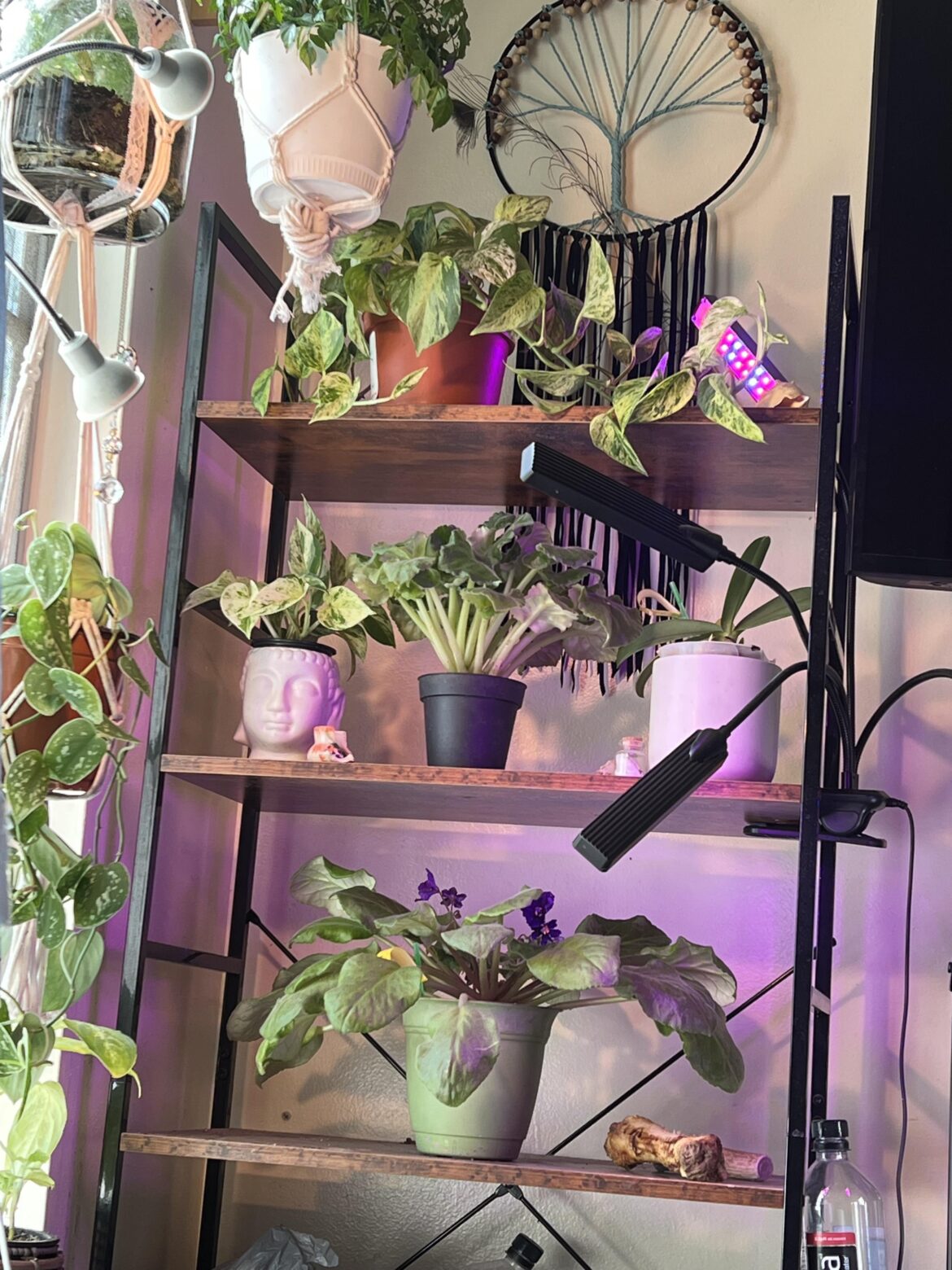 She needed her own shelf this year I guess…