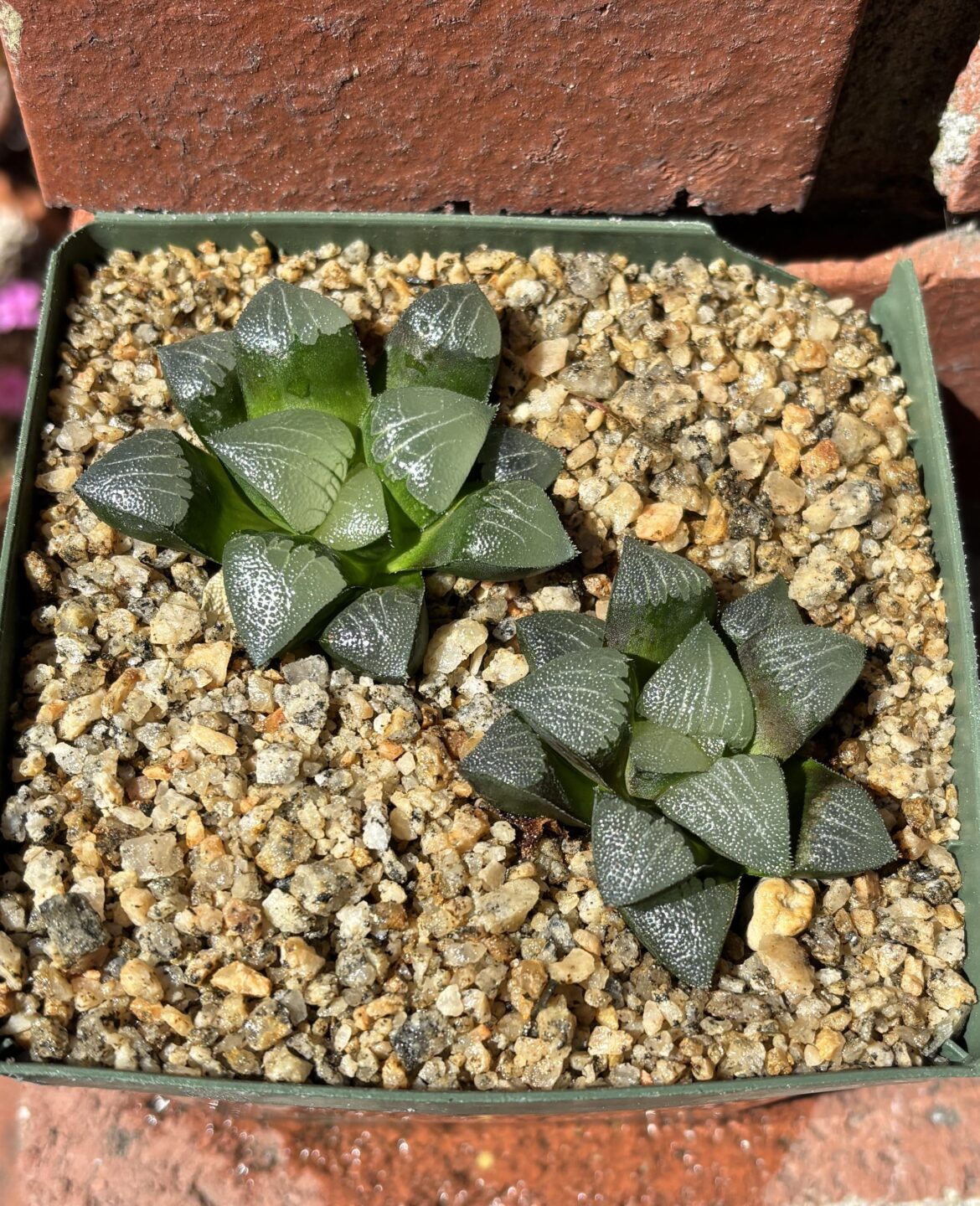 H. bayeri RK 61, Red Hills, S. of Oudtshoorn