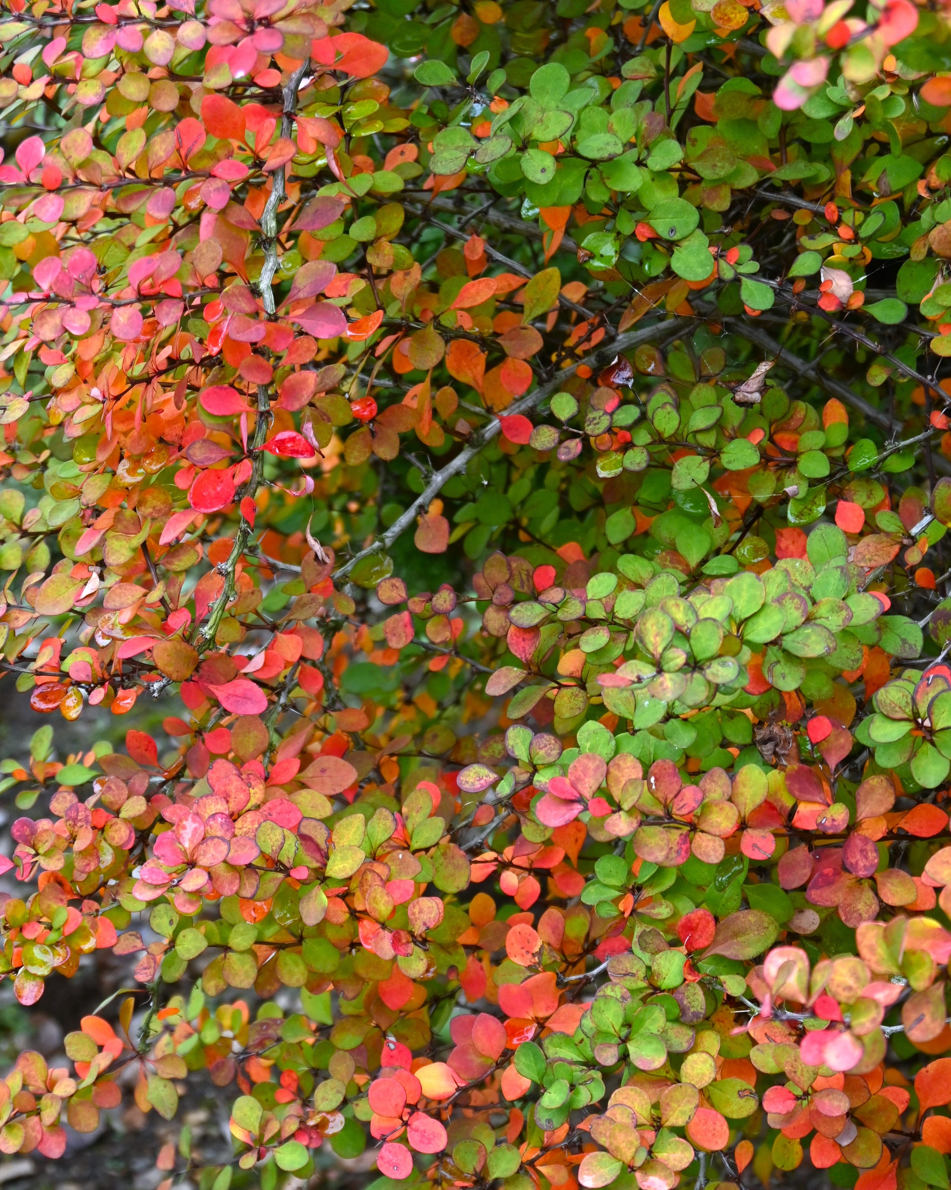 decicuous hedging