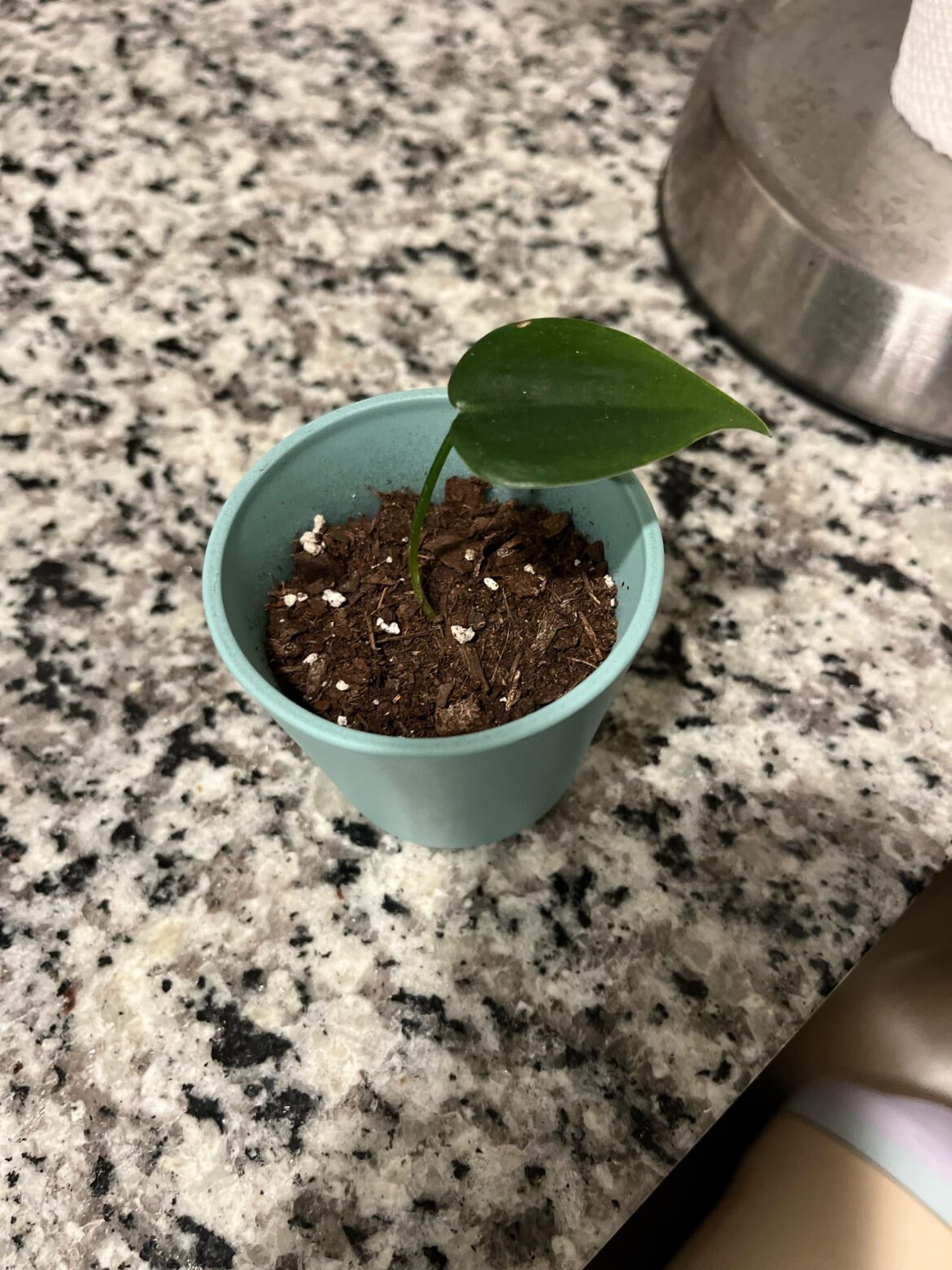 Philo Prop Not Growing