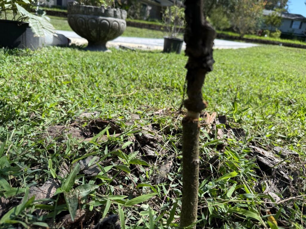 Lawn guys girdled mango tree—salvageable?