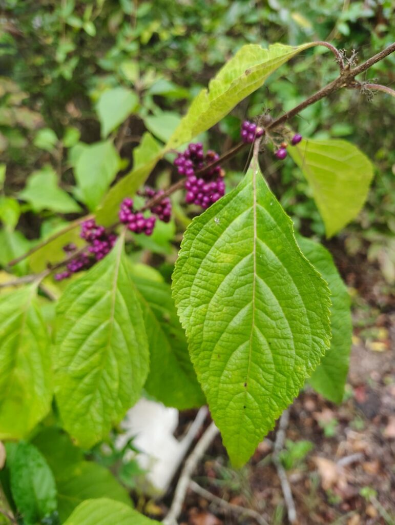 Found in unkept yard in South Carolina, Southeastern United States, North America