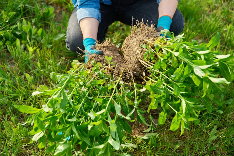 dividing perennials