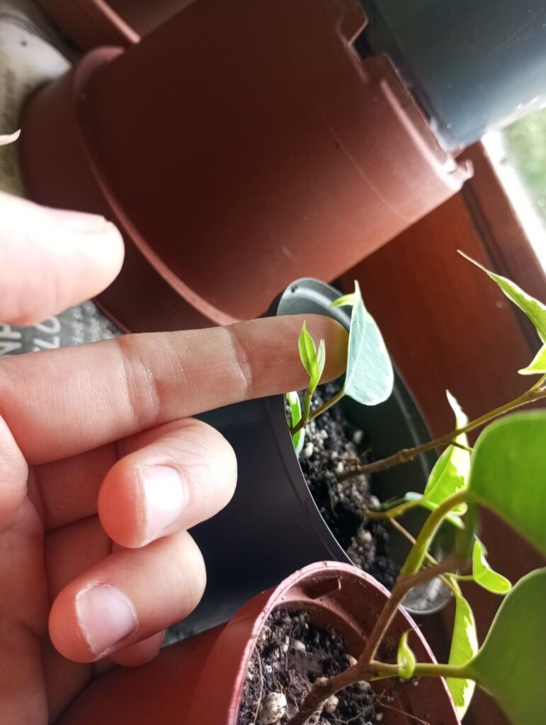The smallest leaf on my prop