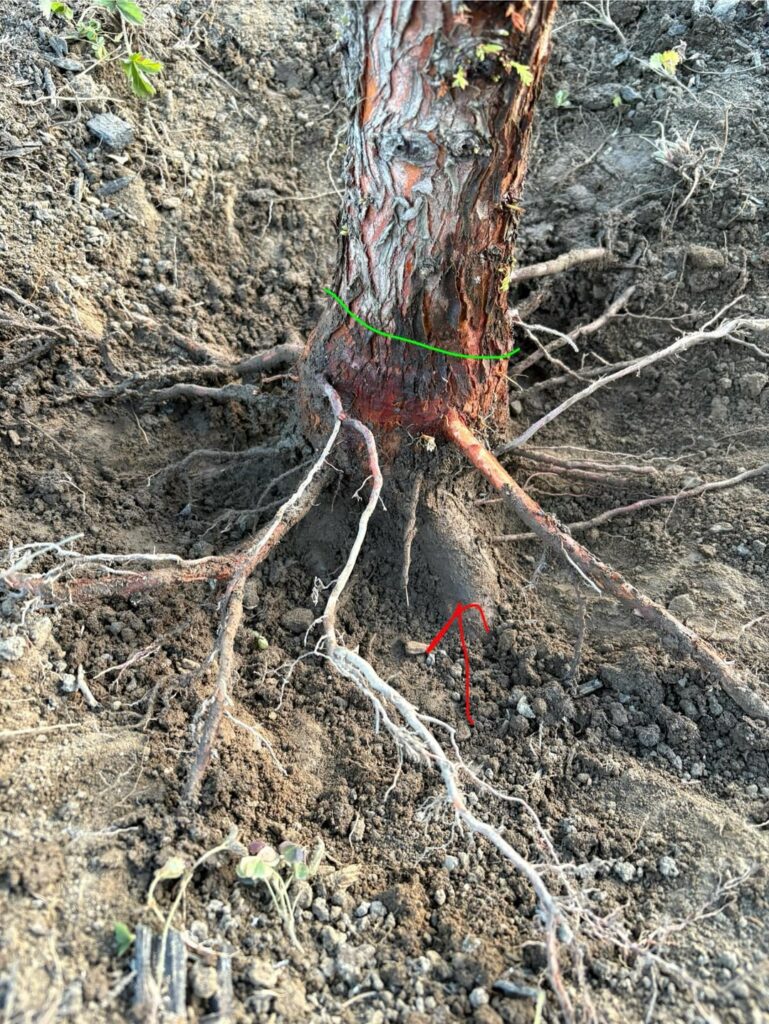 Root Flair Excavation