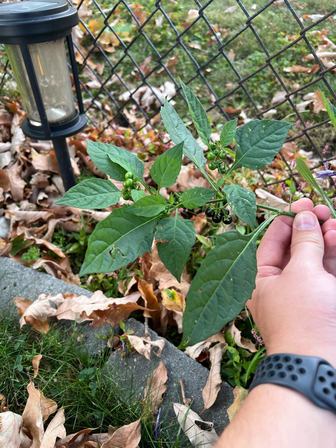 What is this fruit-bearing plant?