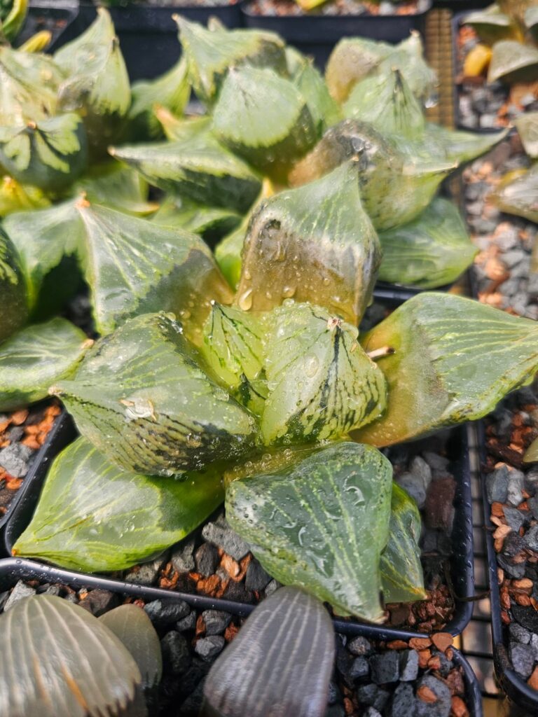 Lots of Haworthias for sale!