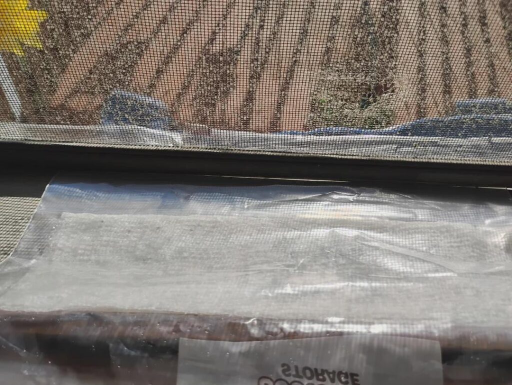 How to germinate Glasswort seeds