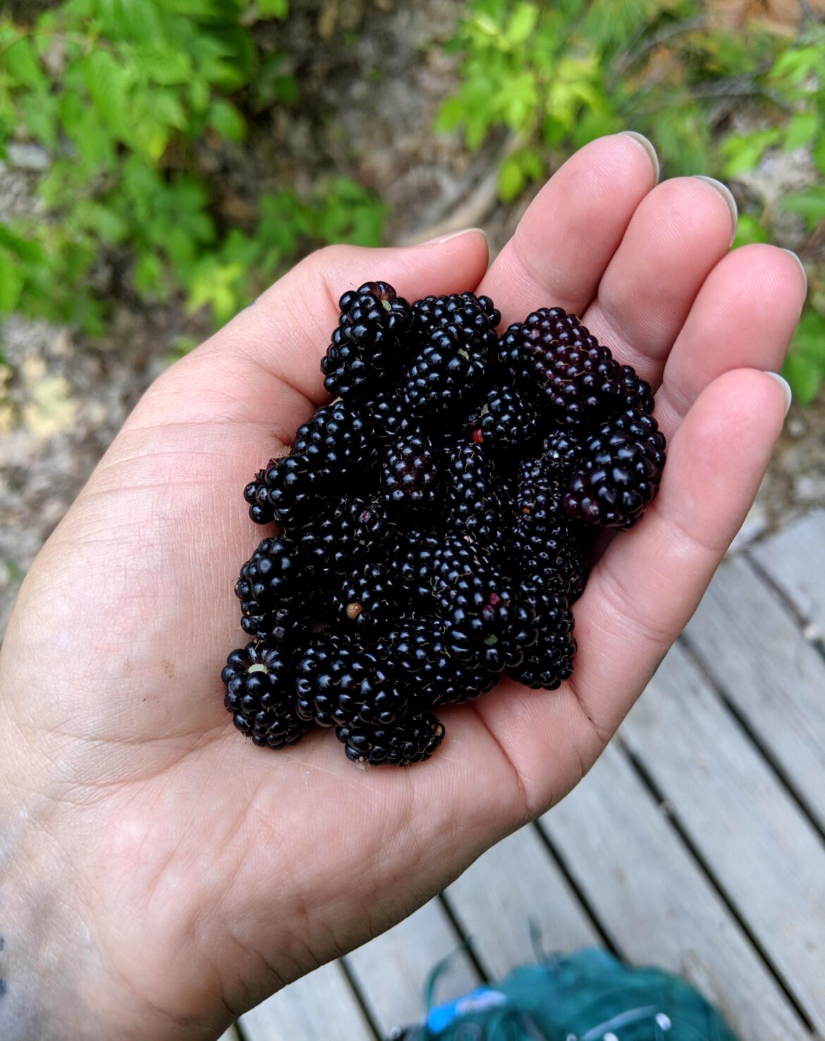Blackberry yum yums