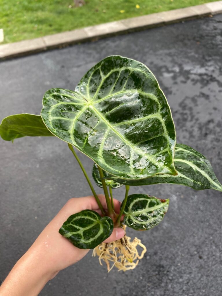 Got this at a pet store, what is it?