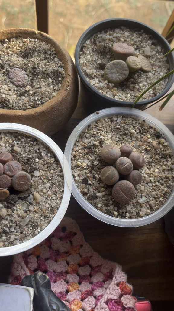 Rotting or drying out?