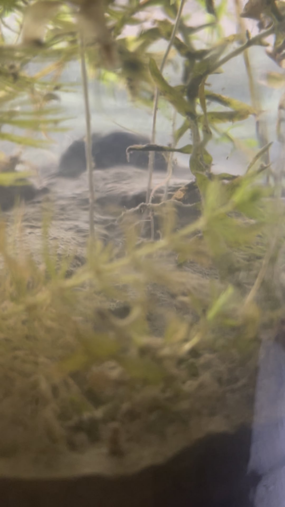 update on ecojar, what are these?