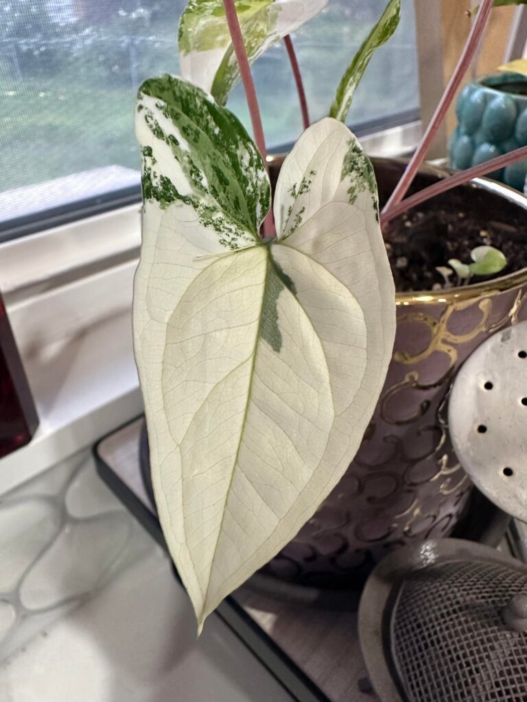 Highly variegated Syngonium Albo