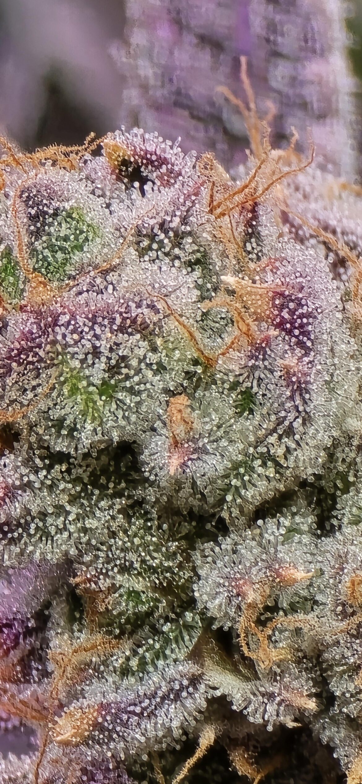 Hows granddaddy looking?