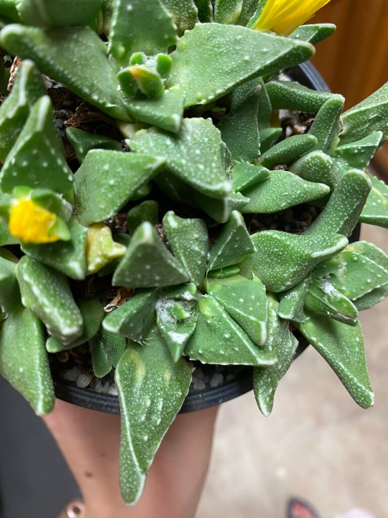 What is this white stuff 🤢