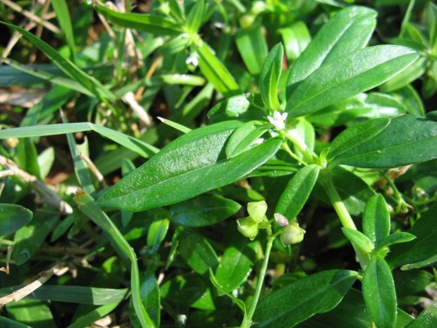 Doveweed sort of sneaks in among St. Augustine grass, eventually creating a blanket of swordlike shiny leaves. (Courtesy of Tom MacCubbin)