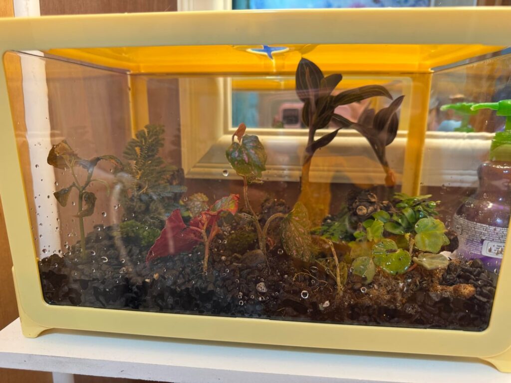 First attempt at a terrarium