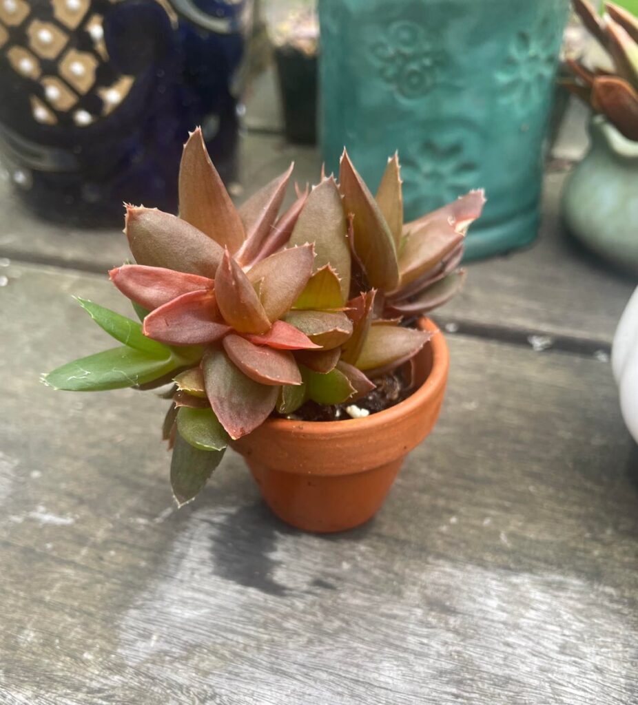 Small but mighty ‼️