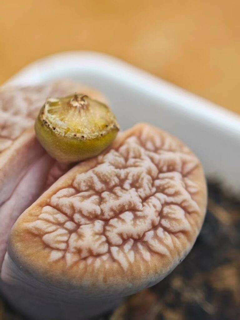 The c309 and c189 cross