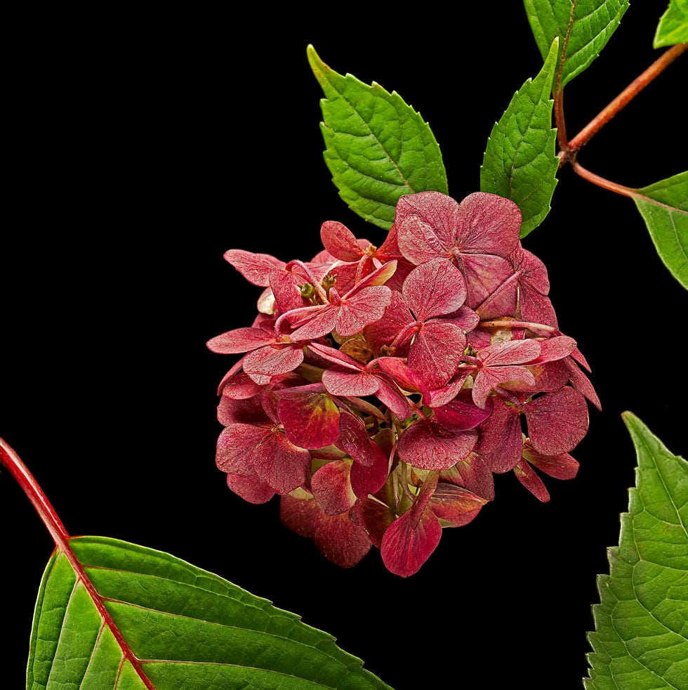 how to dry hydrangeas