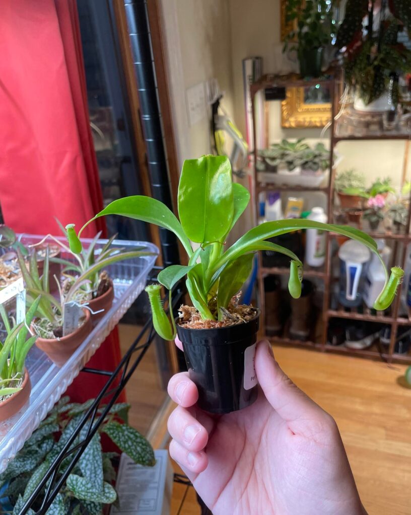 My first Nepenthes... is teeny tiny!!