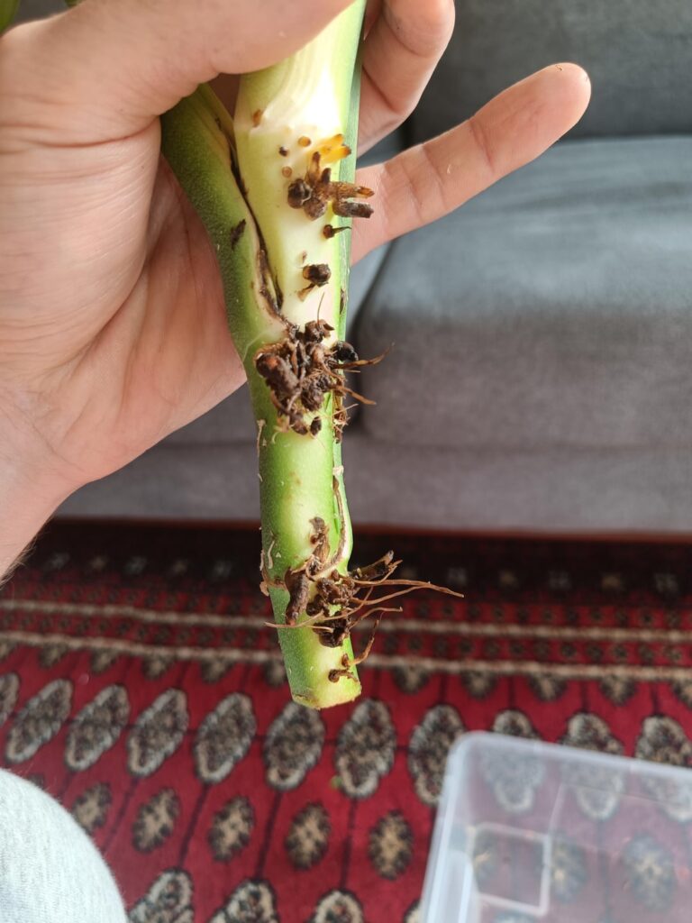 What to do with rotten roots?