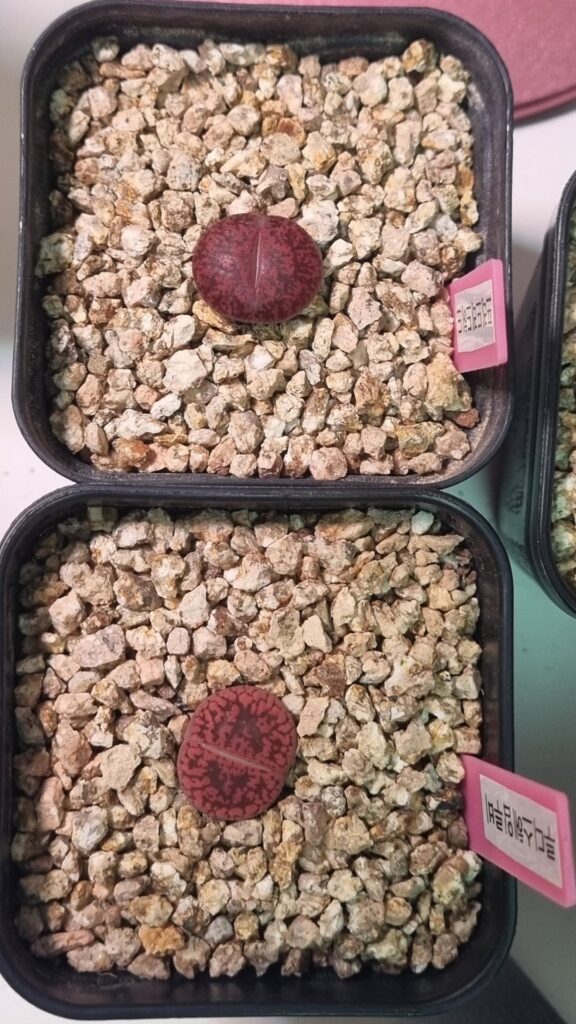 First Lithops! First Lithops!