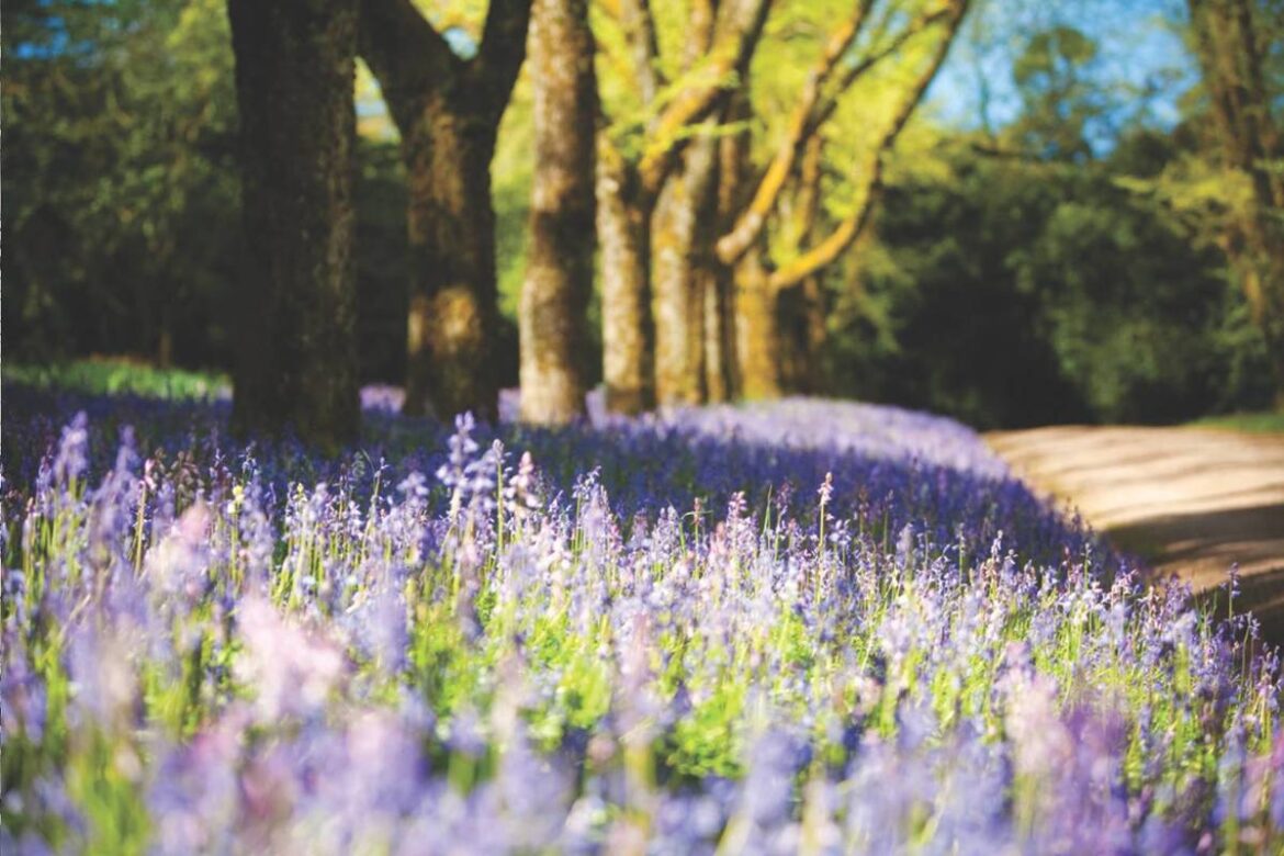 A Blissful Bluebell Festival Is Blooming At A Historic Estate In The Macedon Ranges This Spring A Blissful Bluebell Festival Is Blooming At A Historic Estate In The Macedon Ranges This Spring