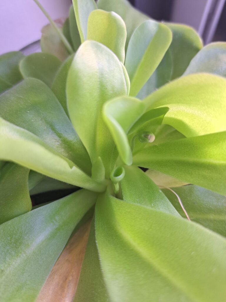 Pinguicula Tina has a tubular leaf Pinguicula Tina has a tubular leaf