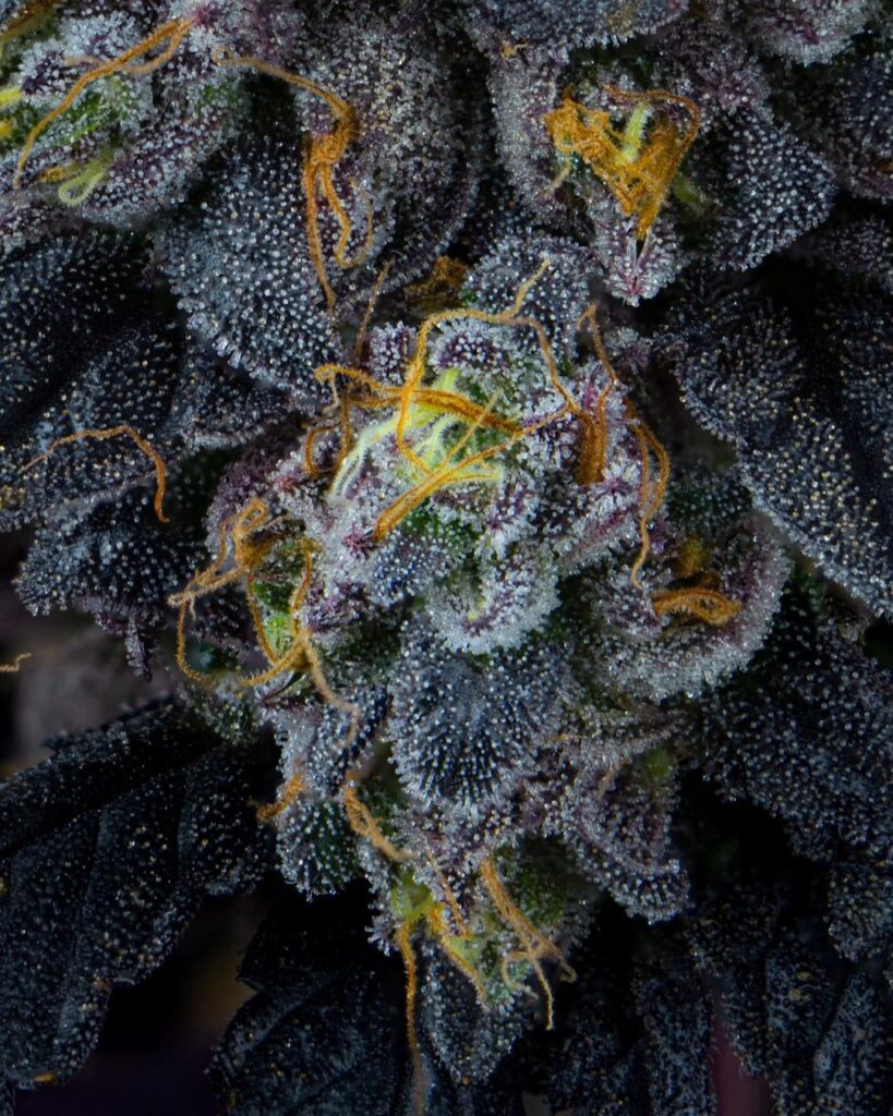Mochi Gelato by Fire Fresh Farms Macro