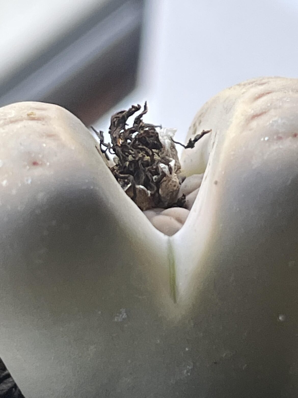 Should I remove the black part it was there when I bought it 2-3 months ago