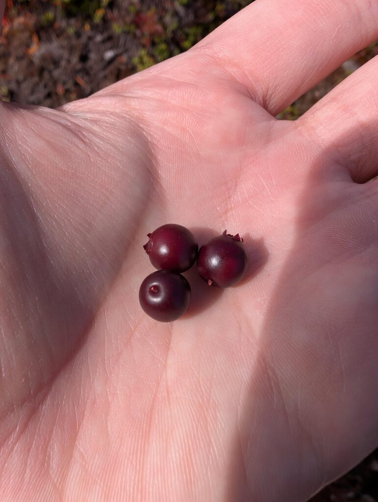 Are these Partridge berries?