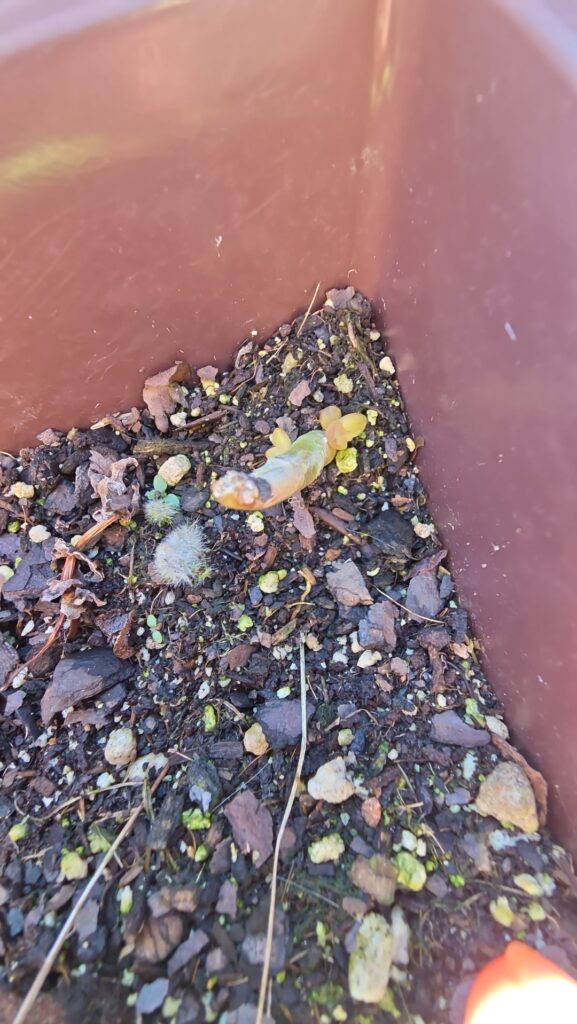 Props came back to life