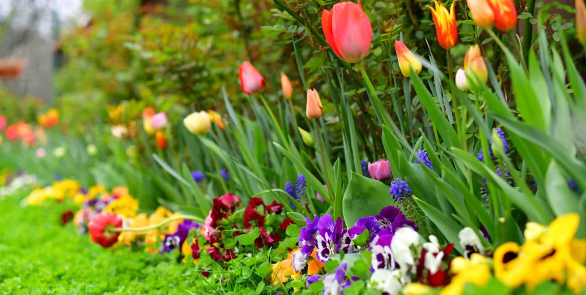 What most gardeners forget when planting spring bulbs — and how to fix it