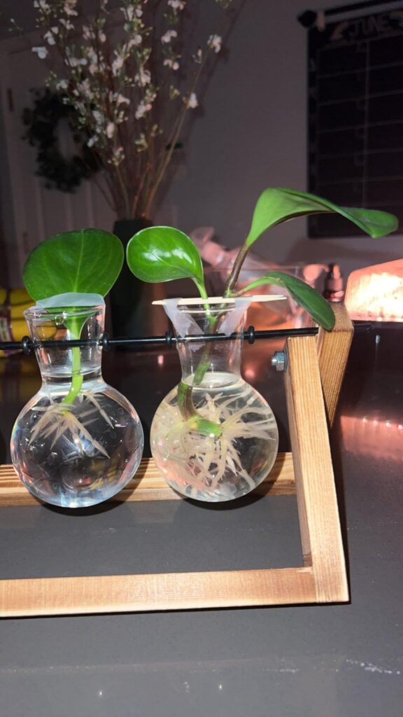 Are these ready to be transferred to soil? Are these ready to be transferred to soil?