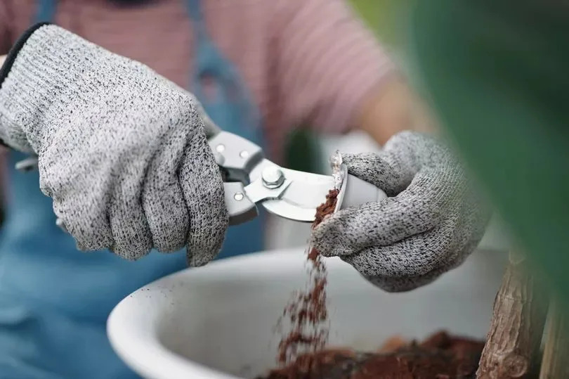 Sustainability recycle fertilizer of coffee.