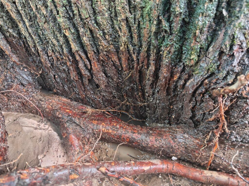 Am I gonna kill my tree if I take care of this myself? Am I gonna kill my tree if I take care of this myself?