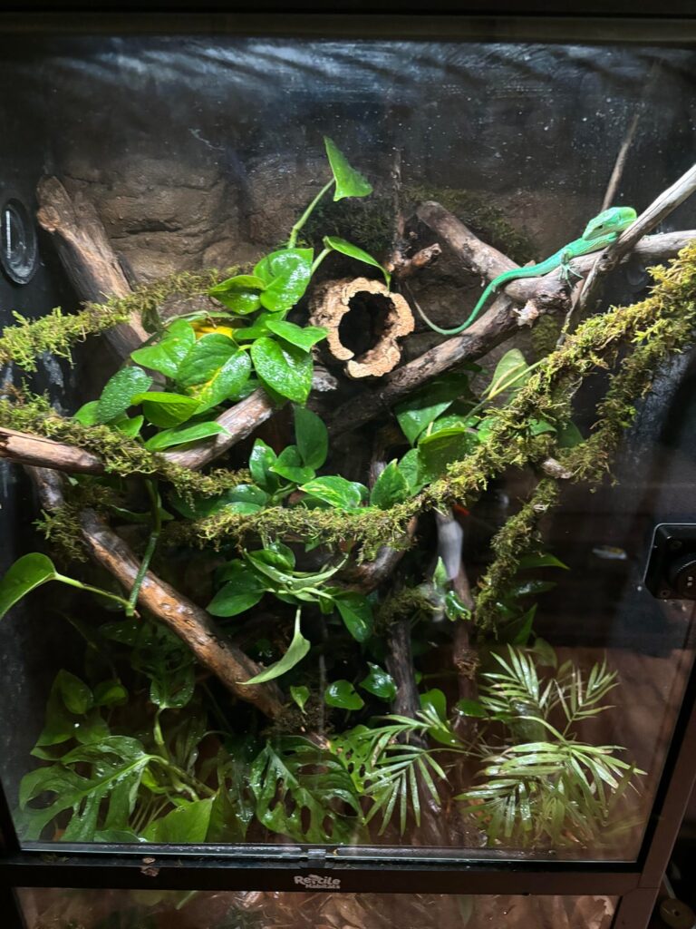 Wanted to show off my gastropholis prasina enclosure. His name is Rainwild. Wanted to show off my gastropholis prasina enclosure. His name is Rainwild.