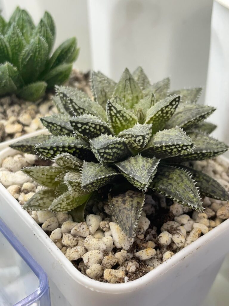 First seedling to offset