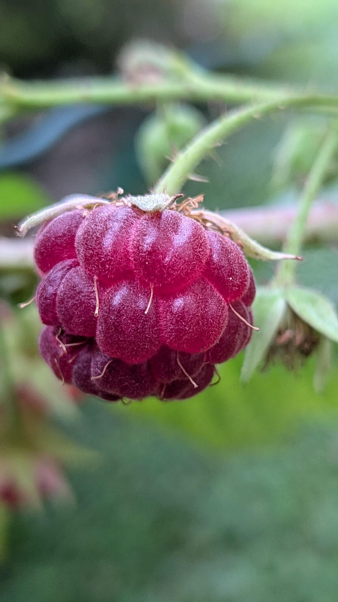 A September raspberry