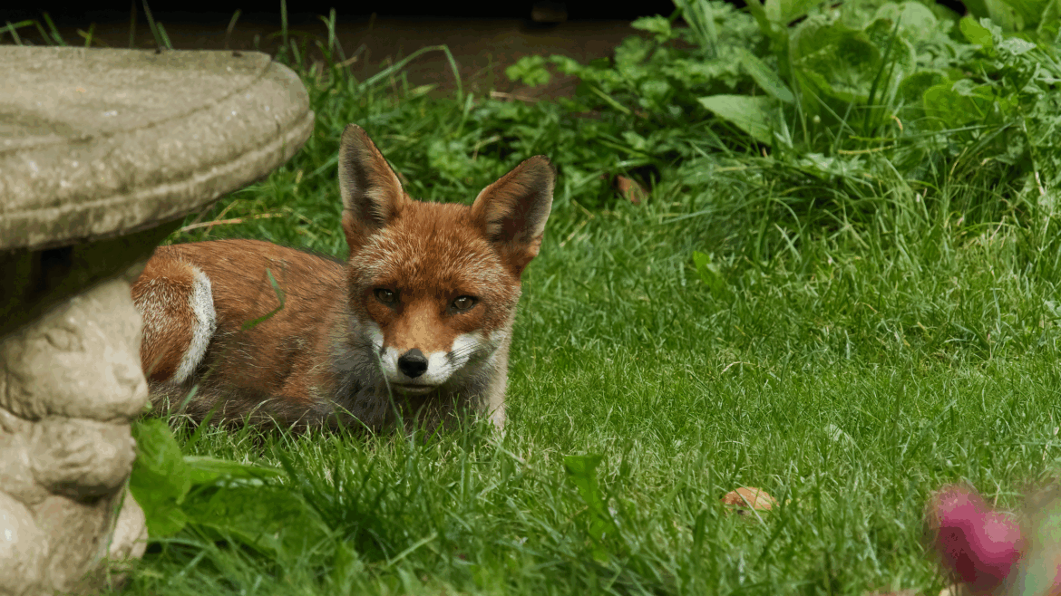 Foxes will avoid your garden if you do this easy, free task Fox in garden