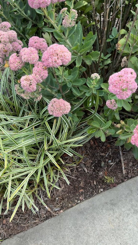 Pollinators Diggin’ the Autumn Joy Sedums