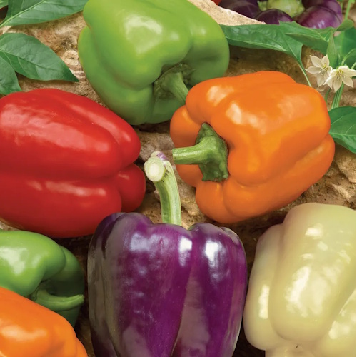 Burpee rainbow bell peppers