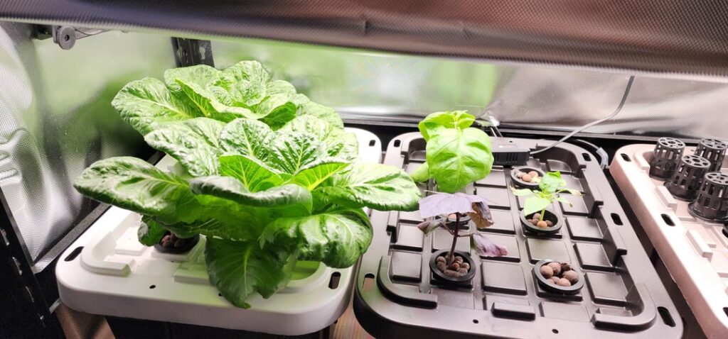 All set for salad